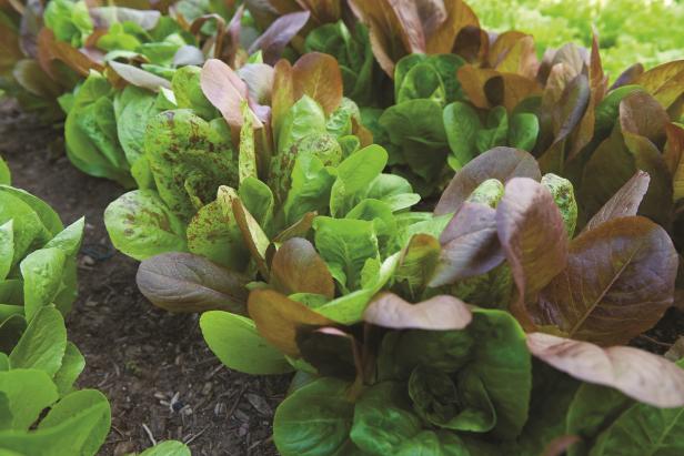 Baby romaine lettuces mesclun mix