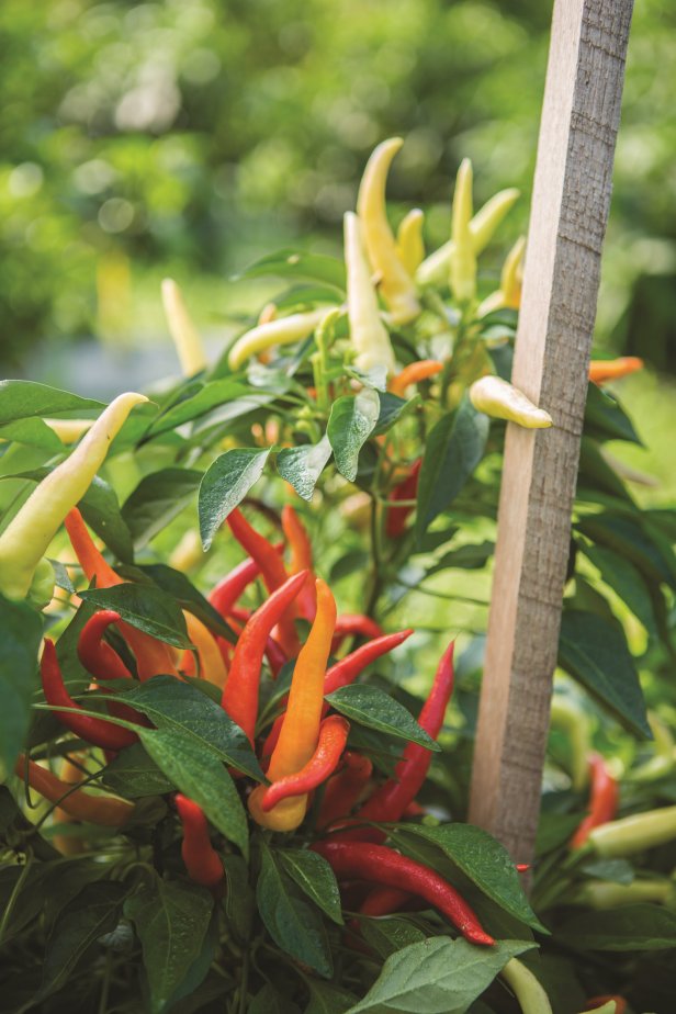 Sweet pepper with small chile type peppers