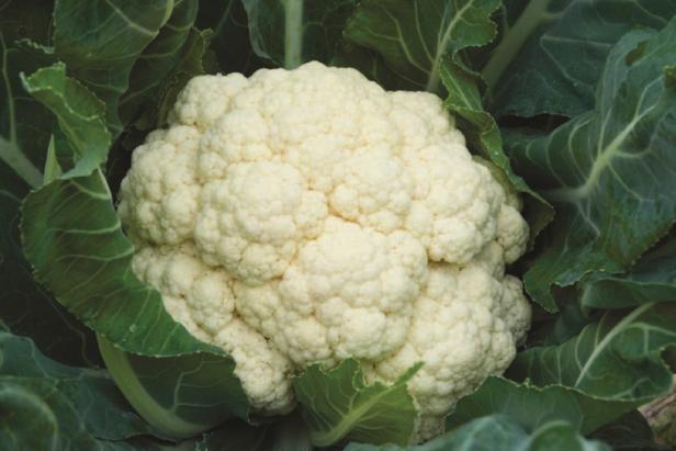 Cauliflower in garden