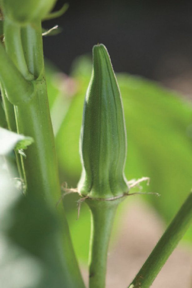 Okra pod on plant