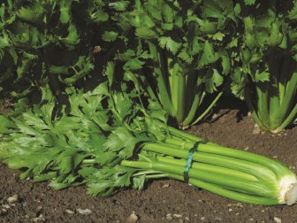 Celery growing in garden