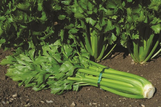 Celery growing in garden