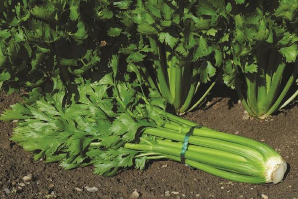 Celery growing in garden