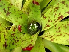 Neoregelia marmorata bromeliad houseplant