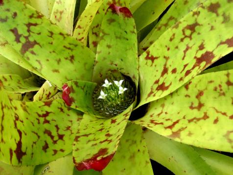 Growing Bromeliads: How to Care for Bromeliads
