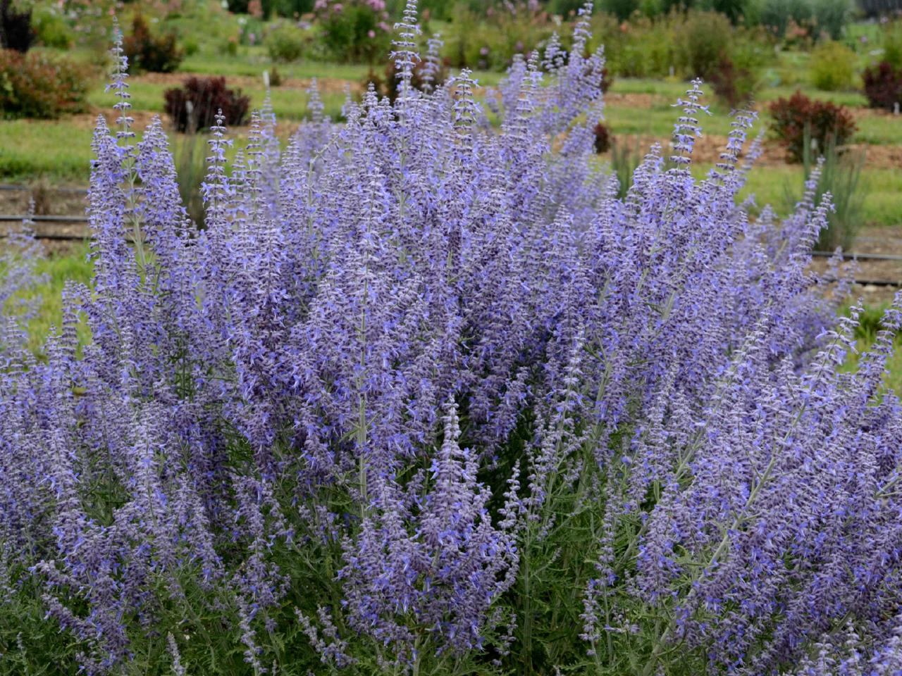 Pruning Russian Sage Hgtv