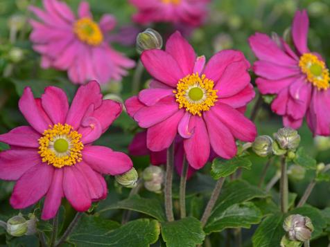 Japanese Anemone: Our Favorite Flowers