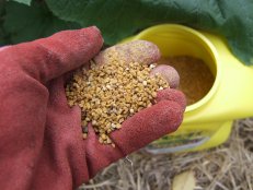 Preen weed control with corn gluten