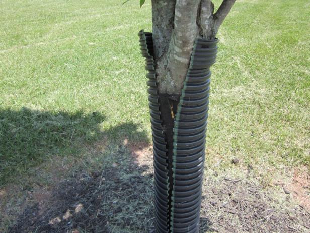 Tree Trunk Guard | HGTV