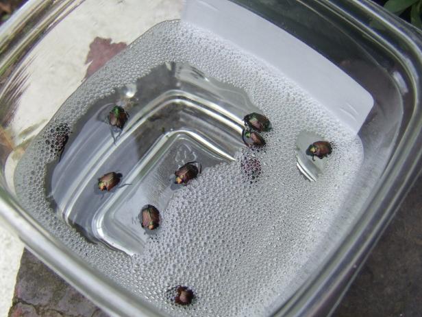 japanese-beetles-in-soapy-water-hgtv