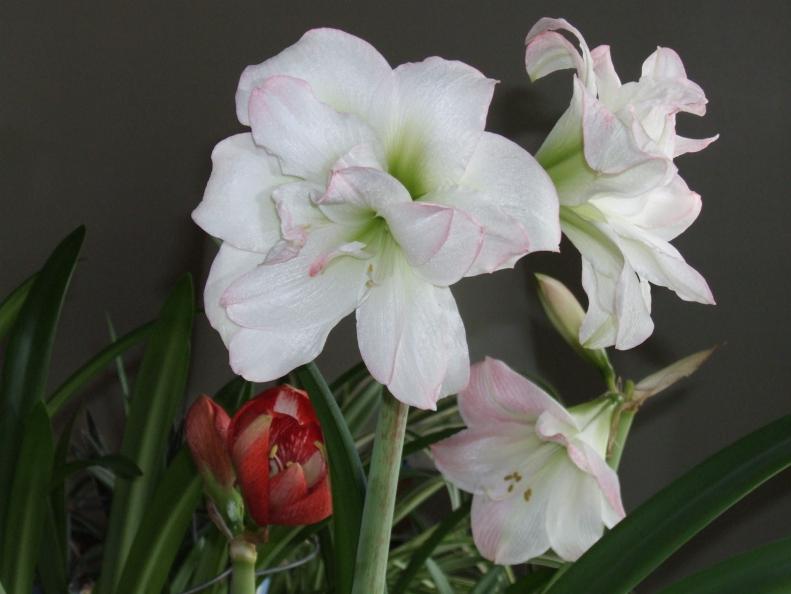 Amaryllis flowers houseplant