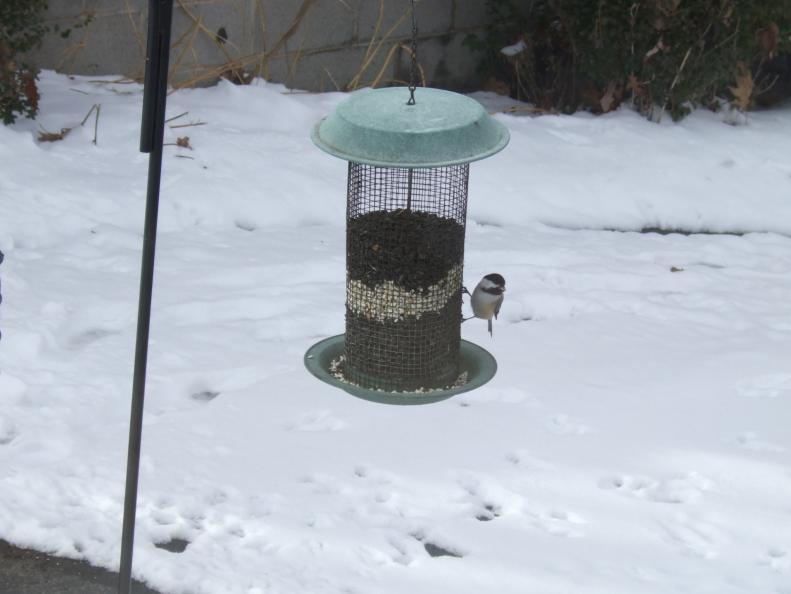 Bird feeder with chickadee