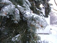 Evergreen tree close-up of branch with ice and snow
