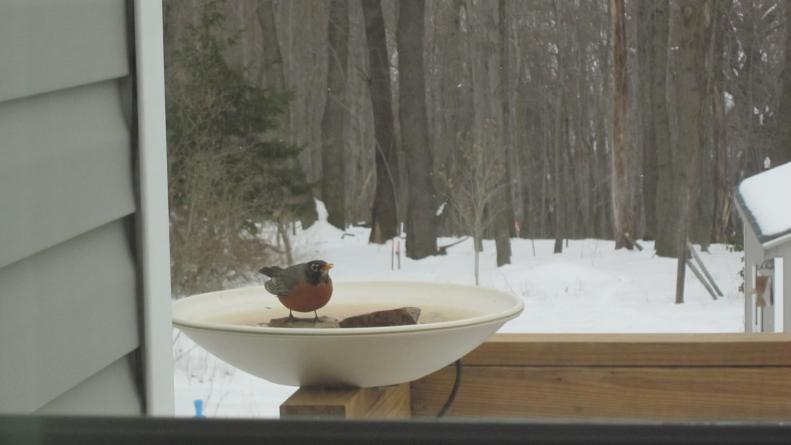 Heated birdbath with robin