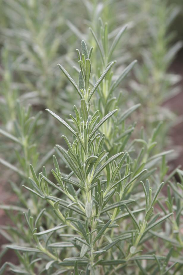 Rosmarinus officinalis ‘Arp’ herb houseplant