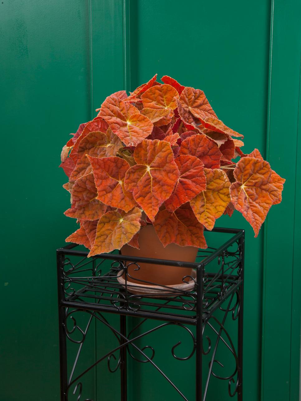 Autumn Ember Begonia Hgtv