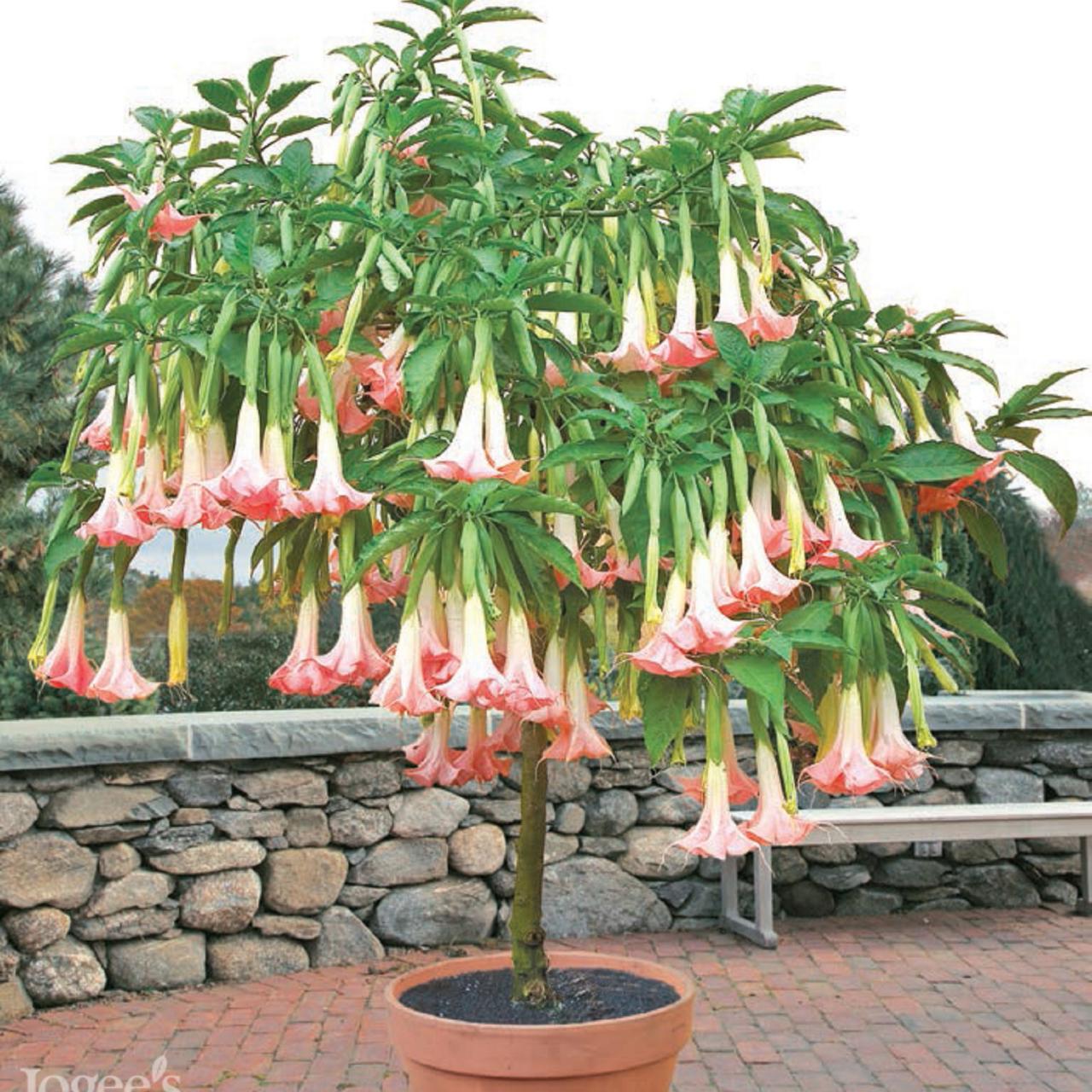 How to Plant and Grow Angel's Trumpet   HGTV