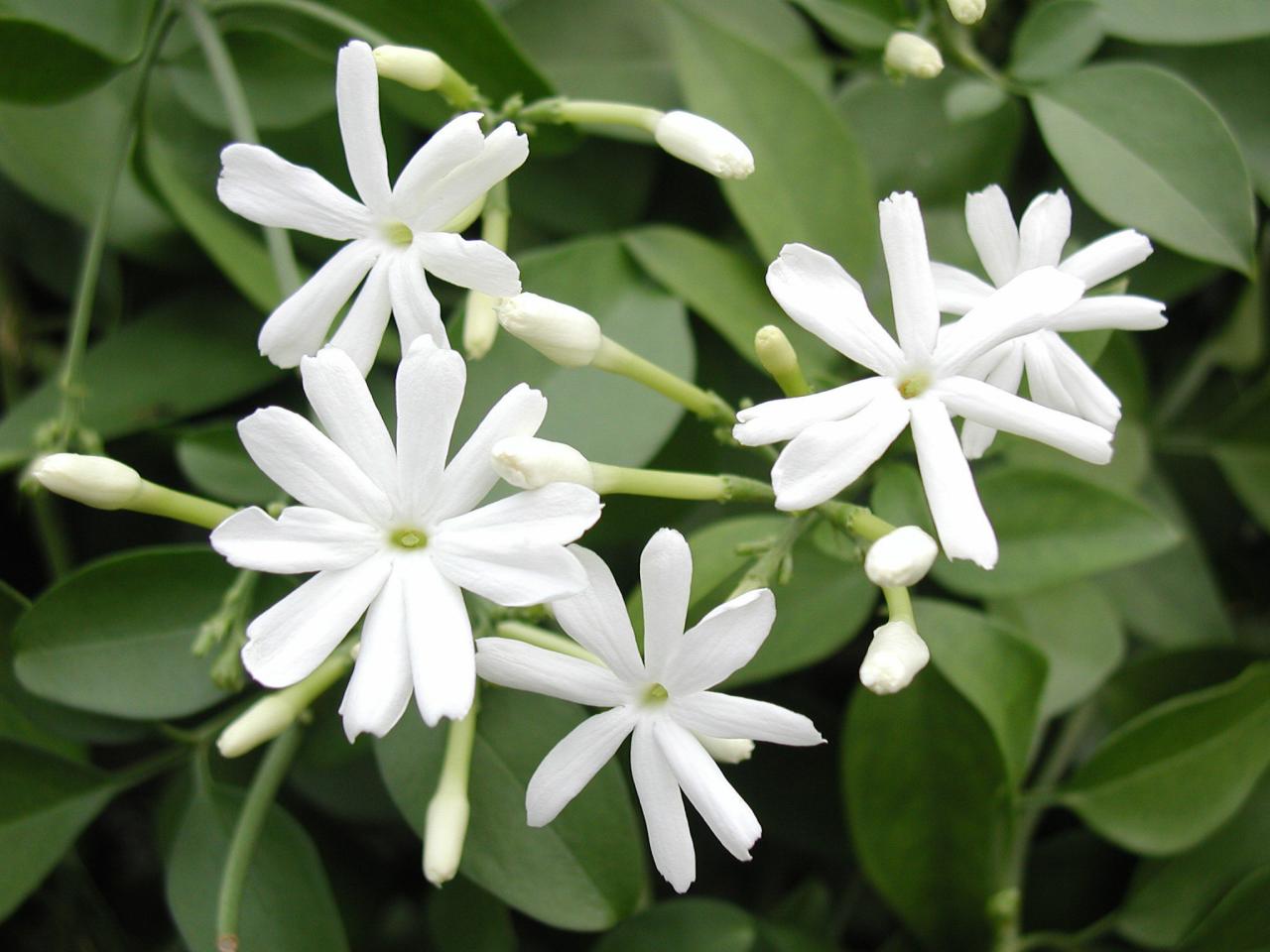 Jasminum azoricum