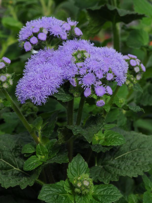 ‘Everest Blue’ Ageratum Bloom