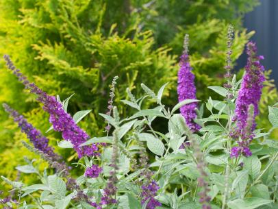 17 Low Maintenance Plants And Dwarf Shrubs Diy