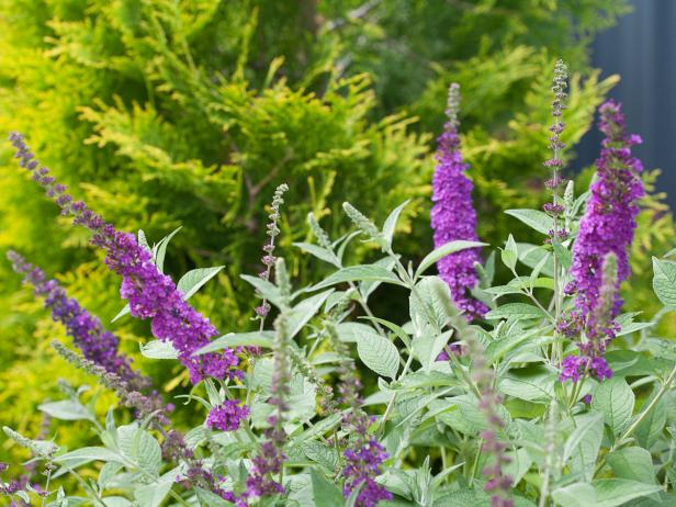 17 Low Maintenance Plants And Dwarf Shrubs