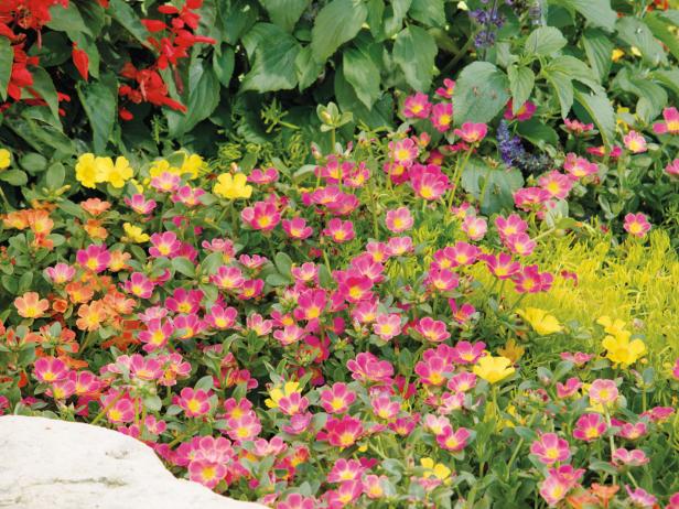 Try moss rose in summer containers and landscapes