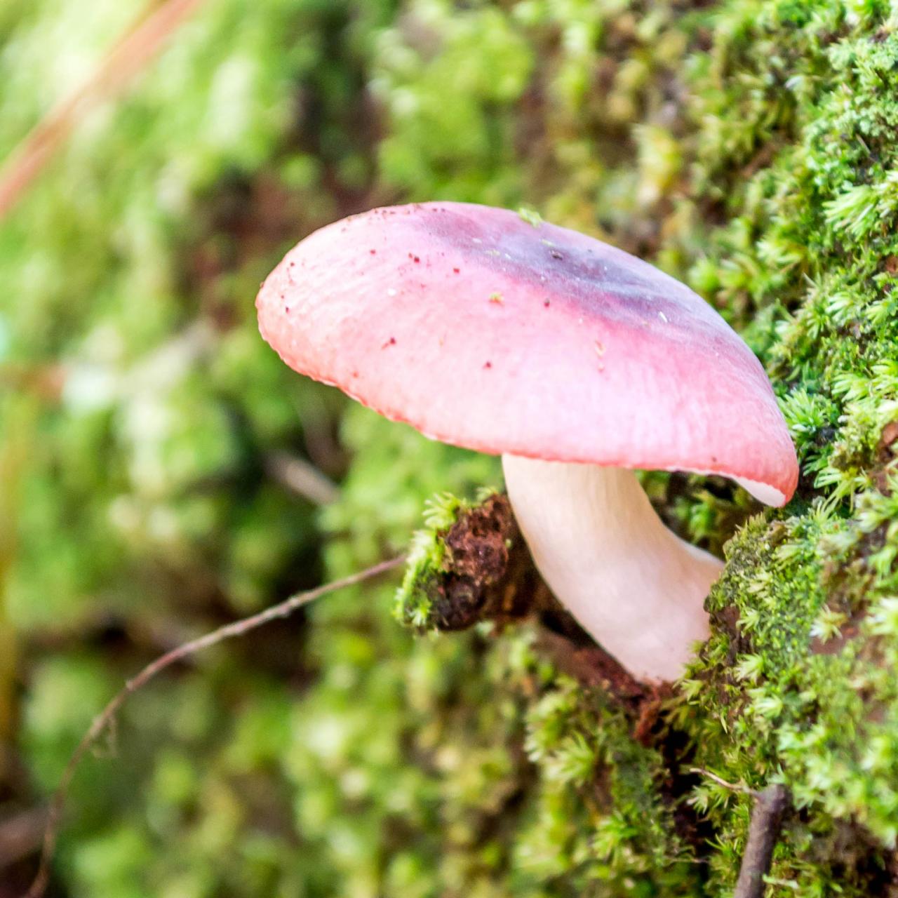 Small Wooden garden Mushrooms toadstools