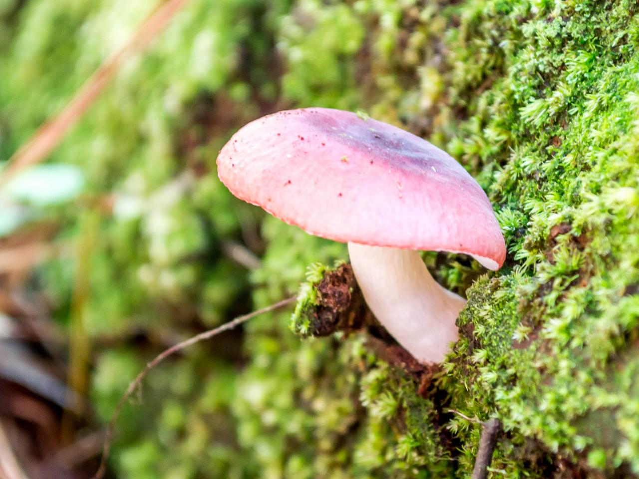 lawn fungus pictures spore puffs