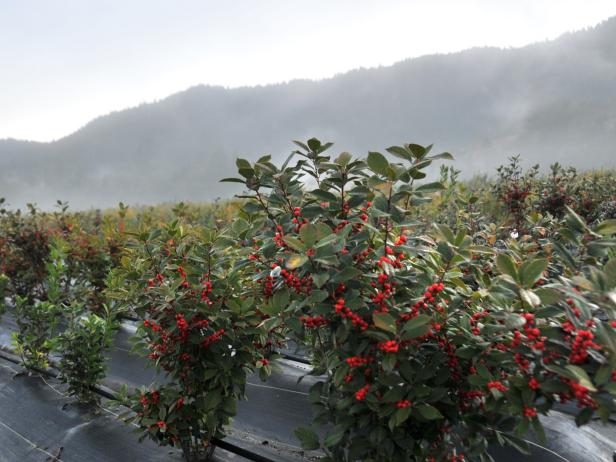 Winterberry Stems