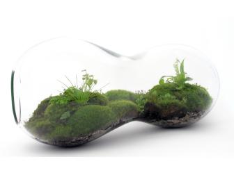 Legume-shaped Terrarium with Moss, Succulents, Perennial