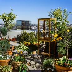Rooftop Terrace With Birdcage