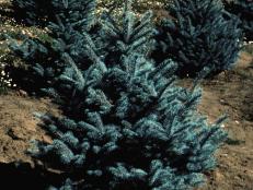 'Fat Albert' Colorado Blue Spruce 