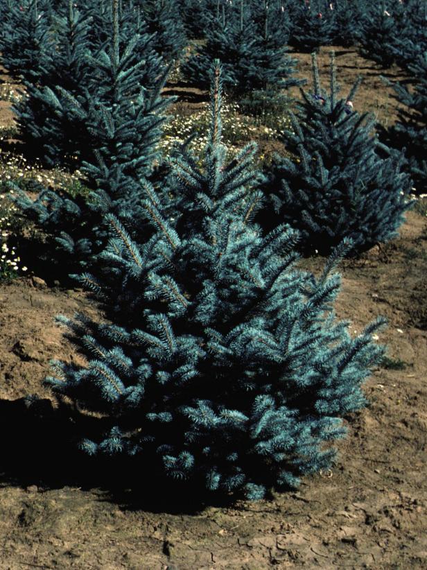 'Fat Albert' Colorado Blue Spruce 