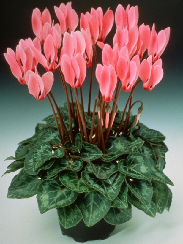 Cyclamen Care: Plant, Grow And Care For Cyclamen BBC Gardeners World ...