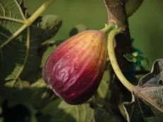 Fig 'Texas Blue Giant' 