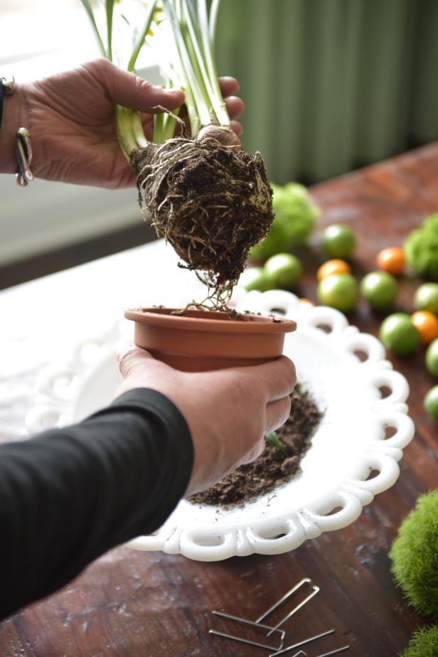 Use your hand to separate the roots from the bottom of the potted daffodil.