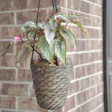 Spring Hanging Plant : Begonia