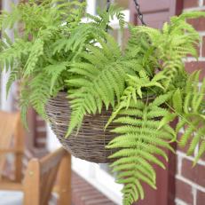 Spring Hanging Plant : Eastern Hay Scented Fern