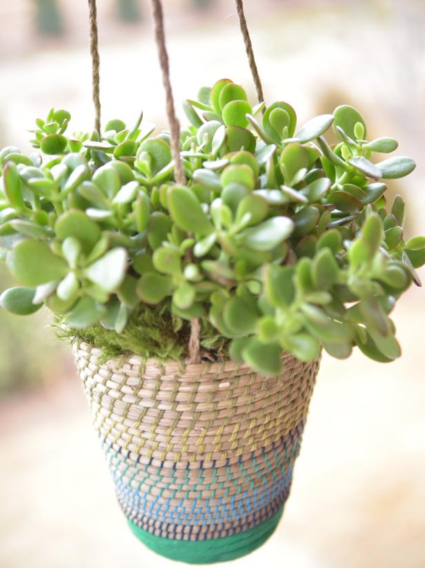 common hanging plants