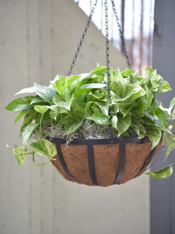 Hanging Plant: 'Marble Queen' Pothos