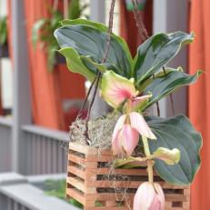 Spring Hanging Plant : Medinilla Magnifica