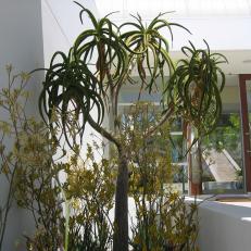 Contemporary Home Entrance With Exotic Tropical Plants