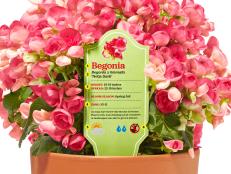 begonia plant tag