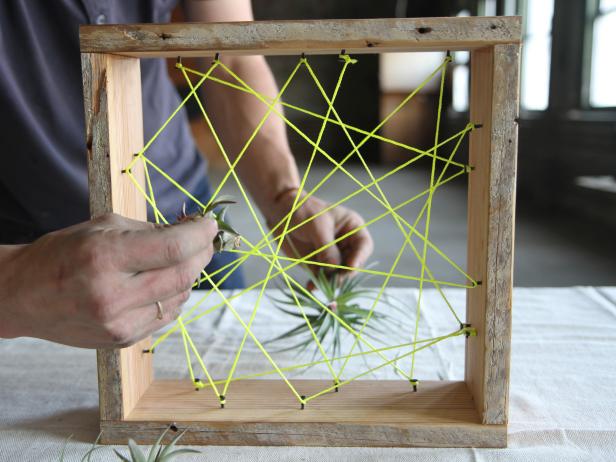 Place air plants inside the web of string.