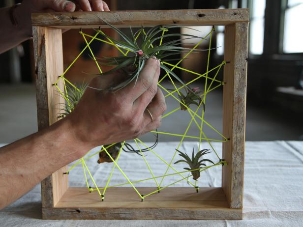 Place air plants inside the web of string.