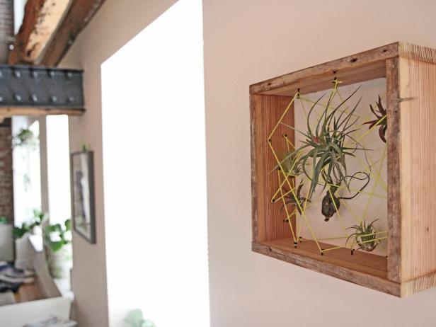air plant container hanging on a wall