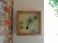 an air plant container hanging on a wall