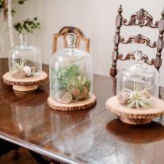 Plant Display Centerpiece With Glass Cloches