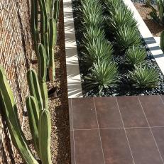 Yucca and Cactus Plants in Front of Gabion Wall in Water Conscious Landscape Design