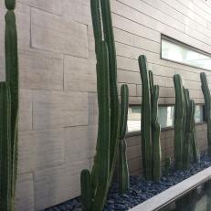 Cactus Plants Give Modern Home Exterior a Pop of Color
